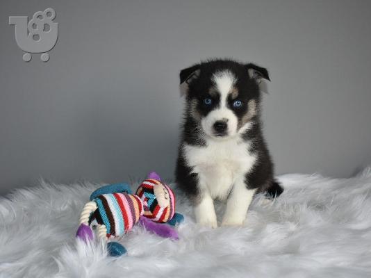 PoulaTo: Εκπληκτικά Pomsky κουτάβια